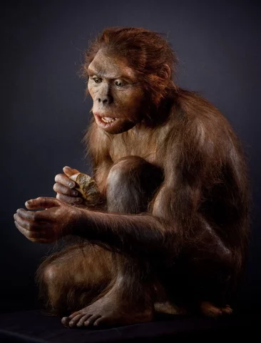 HOMO HABILIS