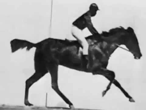 Caballo en movimiento