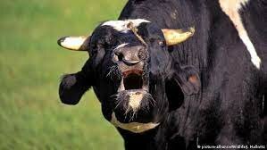 Crise das "Vacas Locas"