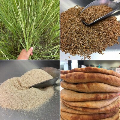 Timeline: Artisan Naan Bakery's Kernza® Experience