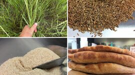 Timeline: Artisan Naan Bakery's Kernza® Experience