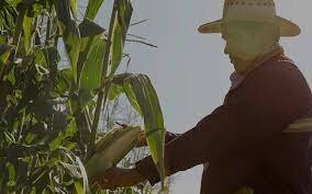 Garantizar precios a productores