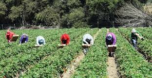 Subsidios dirigidos a programas productivos para reactivar el sector agrícola