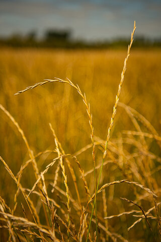 AURI Contacted Bakery about Potential Kernza® Pilot Project