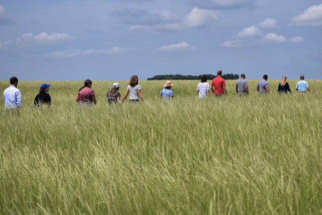 Kernza® Field Day at A-Frame Farm, Madison, MN