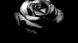 Timeline: History of the Order of the Black Rose