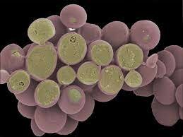 Secuencia del genoma Saccharomyces cerevisiae