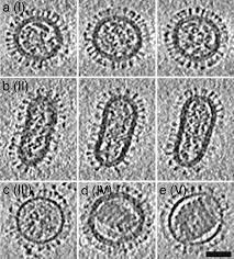 Caracterización “in vivo” e “in vitro” del virus H1N1