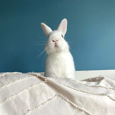 Timeline: I maailmasõda - Tartu rahu