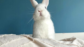 Timeline: I maailmasõda - Tartu rahu