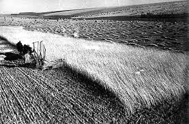 Stalin Colectiviza La Agricultura.