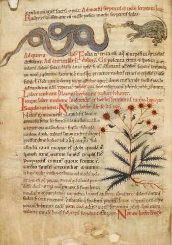 Escritos antiguos de veterinaria