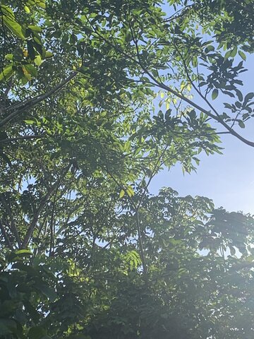 Las Caucherías- Conflicto Colombo-Peruano