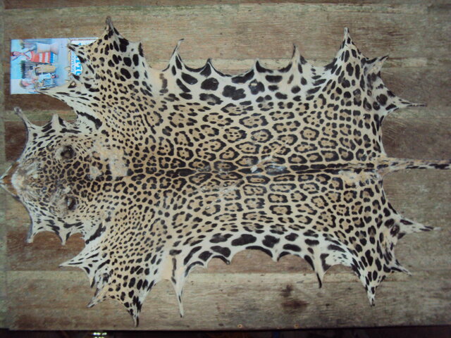 Tráfico de Pieles y Plumas- Las tigreradas