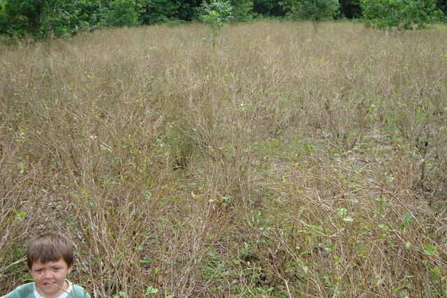 Llegada de la Cocaína