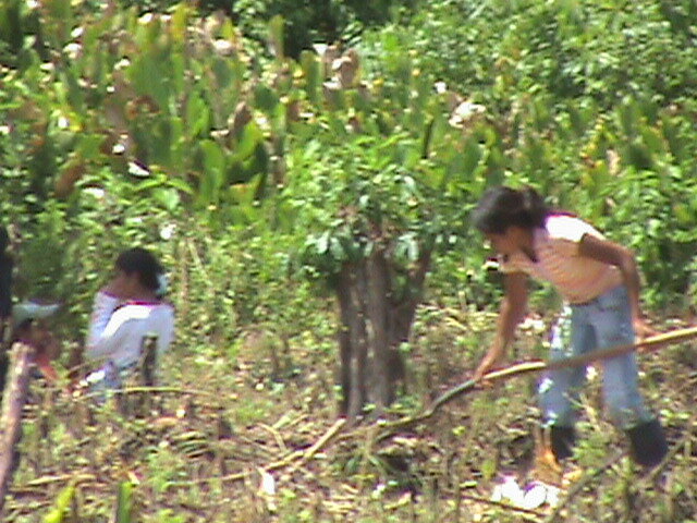 El Comercio del Cacao
