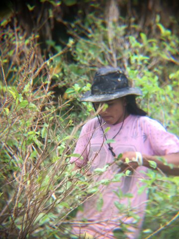 Plan Nacional para la sustentación de Cultivos Ilícitos- PNIS