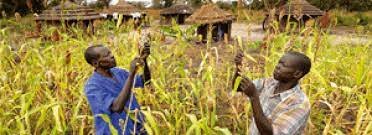 África: el saqueo continúa 1.4