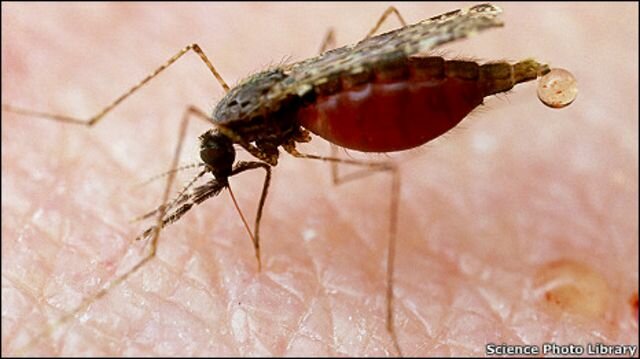 La malaria en el mundo en 2010