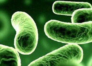 LAS BACTERIAS DEL ESTOMAGO CONTROLAN LAS EMOCIONES EN EL CEREBRO