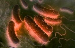 CIFRAN MENSAJES SECRETOS DE MANERA FACIL CON BACTERIAS E. COLI