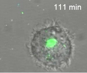 CAPTAN EN VIVO COMO EL SIDA (VIH) CREA UN CABALLO DE TROYA PARA INFECTAR RAPIDAMENTE UN ORGANISMO