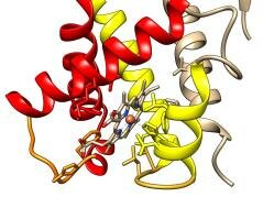 DESCUBREN LA RELACIÓN ENTRE LA EVOLUCIÓN DE LAS PROTEÍNAS Y SUS FUNCIONES