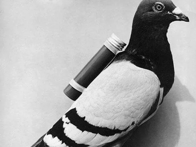 Carrier Pigeons
