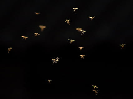 Aparición de dengue en la costa Atlántica