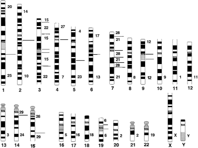 Diferencias del Material Genetico