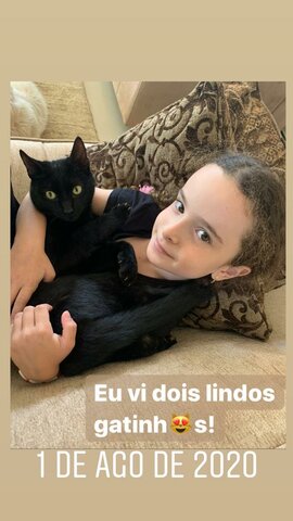 MEUS GATOS