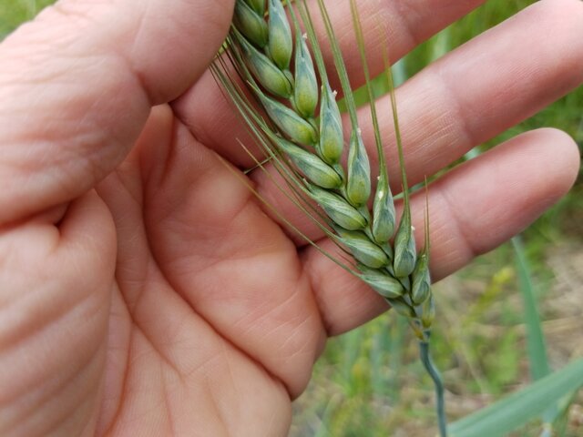 Mejoramiento de Triticum aestivum contra insectos