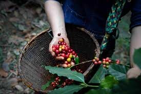 el cafe haciendo como el cultivo mas importante