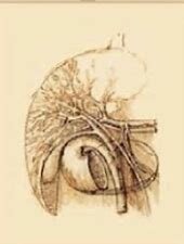 Arterioesclerosis y cirrosis de hígado