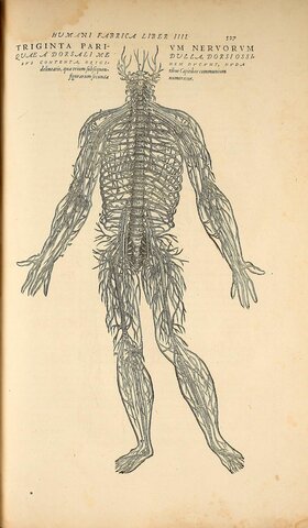 La fabrica del cuerpo humano