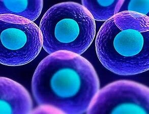 primer trasplante de células madres