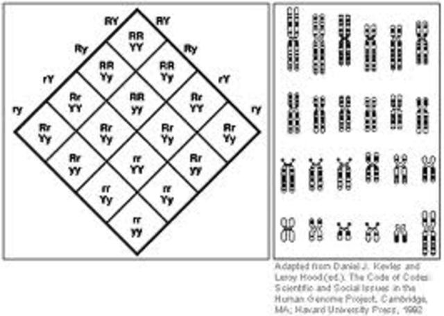 Avery, McCarty, and McLeod