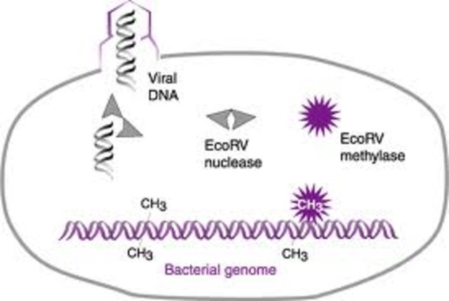 Arber, Nathans, and Smith