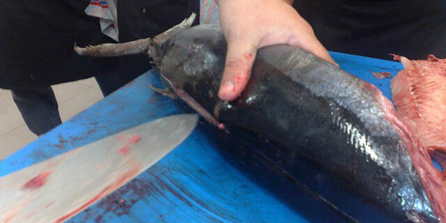 Producción de Atun Enlatado