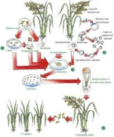 Agrobacterium-mediated gene transfer