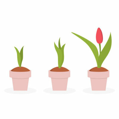 Timeline: Plants Grow Timeline First Grade Science