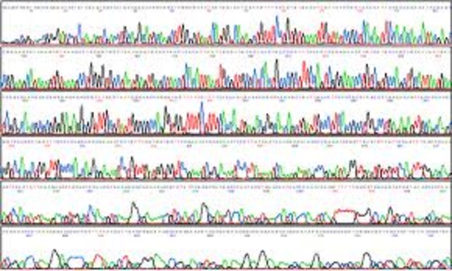 automated fluorescence sequencer