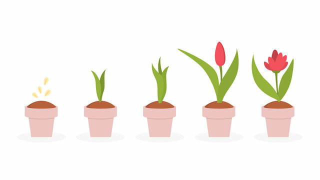 Do you remember how the flowers grow?