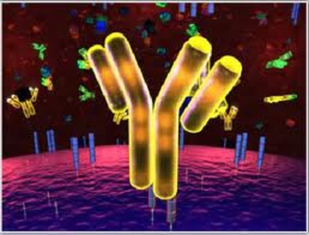Monoclonal Antibody
