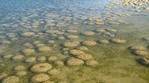 3.500 millones de años