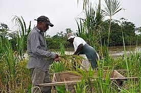 RECONOCIMIENTO A LA PROPIEDAD DE LAS TIERRAS A LAS COMUNIDADES NEGRAS