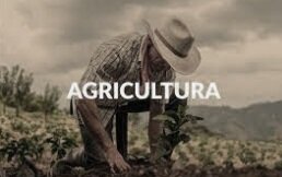 Subsidios dirigidos a programas productivos para reactivar al sector agrícola.