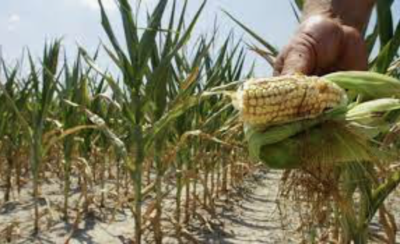 Aumenta el déficit de otros granos