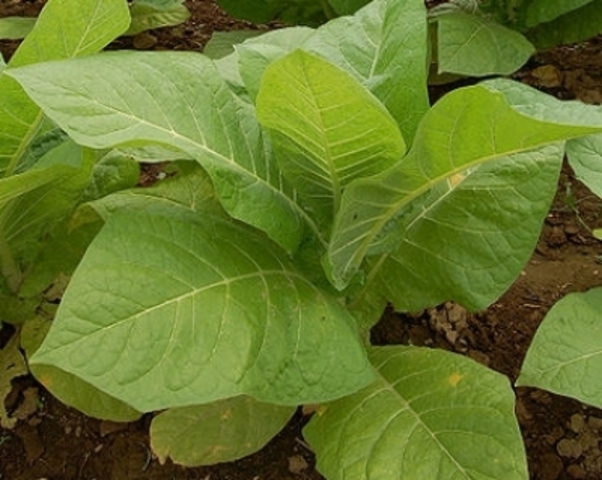 Tobacco in Virginia