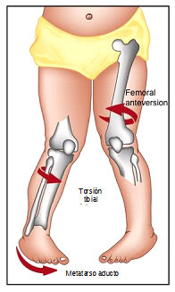 Día 40 (8º semana)